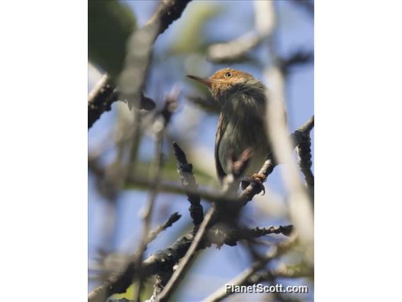 Olive-backed Tailorbird (Orthotomus sepium)