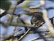 Olive-backed Tailorbird (Orthotomus sepium)