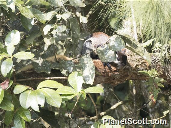 Black Giant Squirrel (Ratufa bicolor)