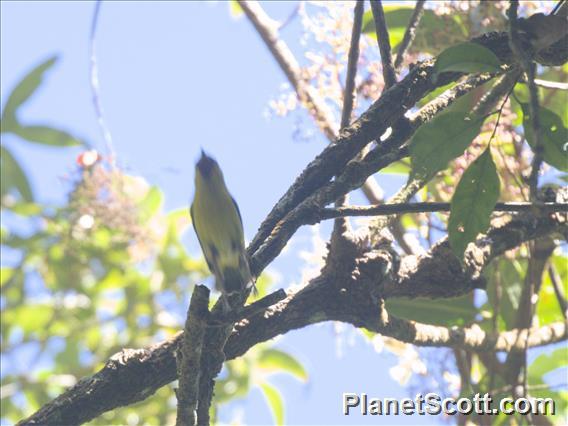 Trilling Shrike-Babbler (Pteruthius aenobarbus)