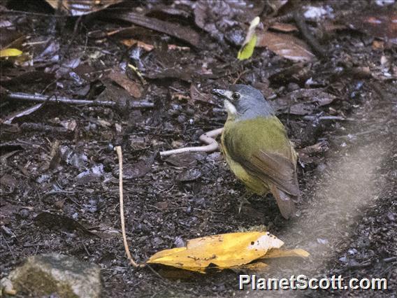 Green-backed Robin (Pachycephalopsis hattamensis)