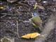 Green-backed Robin (Pachycephalopsis hattamensis)