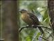 Vogelkop Bowerbird (Amblyornis inornata)