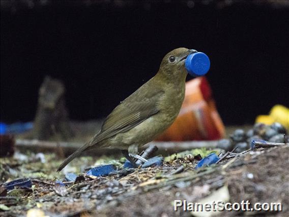 Vogelkop Bowerbird (Amblyornis inornata)