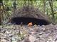 Vogelkop Bowerbird (Amblyornis inornata) - Nest