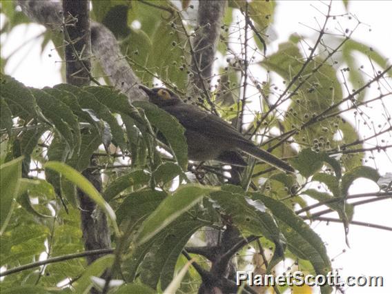 Arfak Honeyeater (Melipotes gymnops)