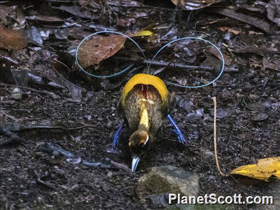 Magnificent Bird-of-Paradise (Diphyllodes magnificus)