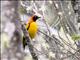 Masked Bowerbird (Sericulus aureus) - Male