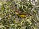 Masked Bowerbird (Sericulus aureus) - Female