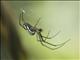 Black-Striped Orchard Spider (Leucauge celebesiana)