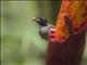 Vogelkop Lophorina (Lophorina niedda) - Female