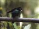 Vogelkop Lophorina (Lophorina niedda) - Male