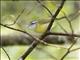 Island Leaf-Warbler (Phylloscopus poliocephalus)