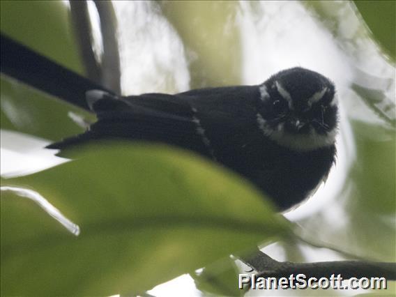 Friendly Fantail (Rhipidura albolimbata)