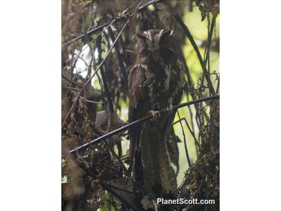 Feline Owlet-Nightjar (Aegotheles insignis)