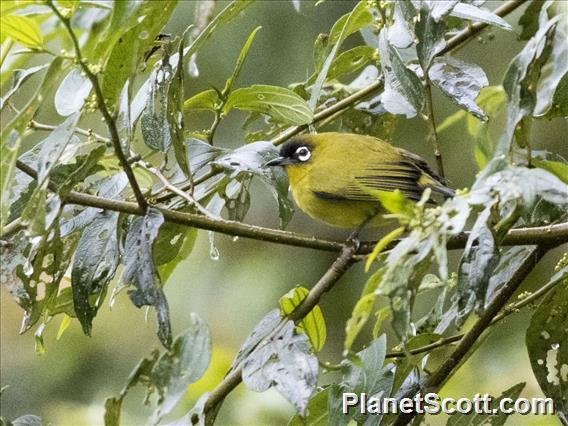 Capped White-eye (Zosterops fuscicapilla)