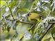 Capped White-eye (Zosterops fuscicapilla)