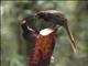 Black Sicklebill (Epimachus fastosus) - Female