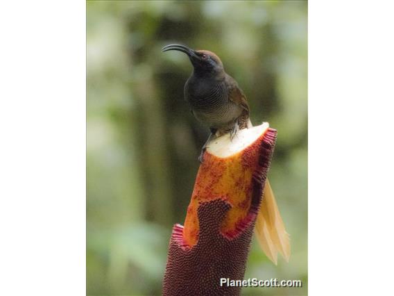 Black Sicklebill (Epimachus fastosus)