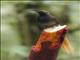 Black Sicklebill (Epimachus fastosus)