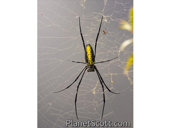 Batik Golden Web Spider (Trichonephila antipodiana)
