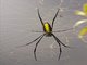 Batik Golden Web Spider (Trichonephila antipodiana)