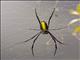 Giant Golden Orb-weaving Spider (Nephila pilipes)