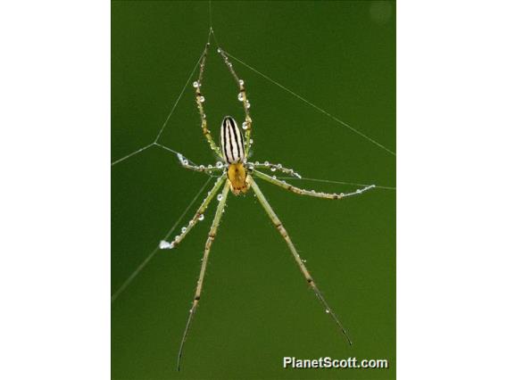 Decorative Vleispider (Leucauge decorata)