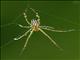 Decorative Vleispider (Leucauge decorata)