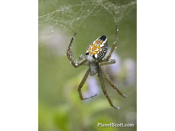 Dome Web Spider (Cyrtophora moluccensis)