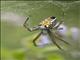 Dome Web Spider (Cyrtophora moluccensis)