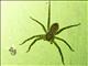 Pantropical Huntsman Spider (Heteropoda venatoria)