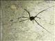 Leiobuninae Harvestman (Sclerosomatidae sp)