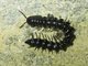 Paradoxical Keeled Millipede (Paradoxosomatidae sp)