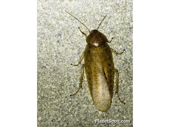 Giant Cockroach (Rhabdoblatta sp)