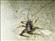 Cave Cricket (Rhaphidophoridae sp)