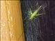 Tree Cricket (Oecanthidae sp)