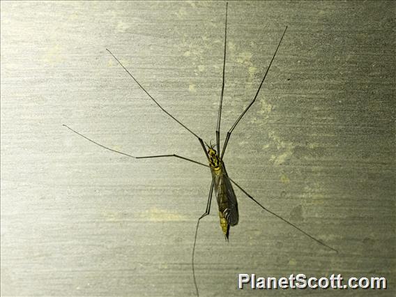 Australian Tiger Crane Fly (Nephrotoma australasiae)