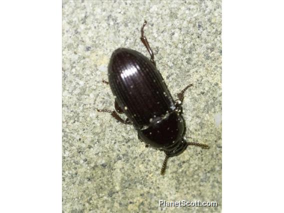 Darkling Beetle (Amarygmus sp)