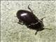 Darkling Beetle (Amarygmus sp)