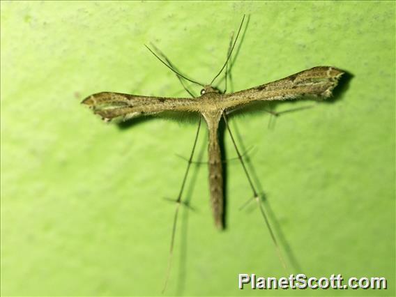 Plume Moth (Pterophoridae sp)