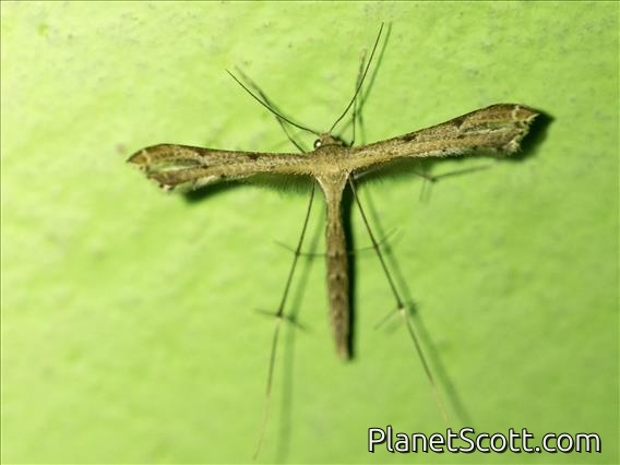 Plume Moth (Stenoptilodes sp)