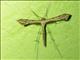 Plume Moth (Pterophoridae sp)