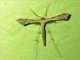 Plume Moth (Stenoptilodes sp)