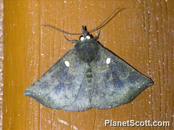 Hypenine Snout Moth (Hypena regia)