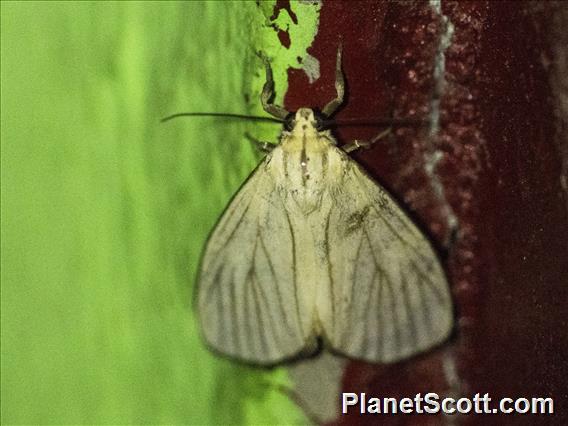 Lichen Moth (Lithosiini sp)