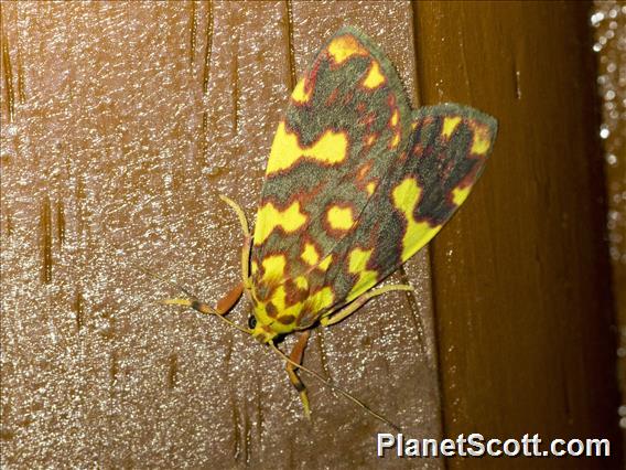 Nudariina Moth (Cyme xantherythra)