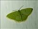 Hemitheini Moth (Comostola sp)