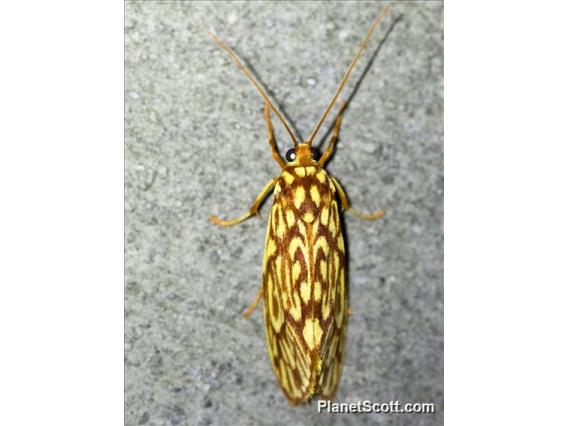 Burnet Moth (Lactura pyronympha)