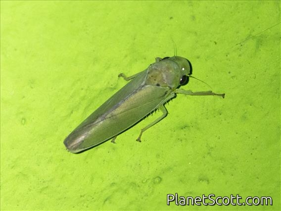 Cicadellini Leafhopper (Cofana hoogstraali)